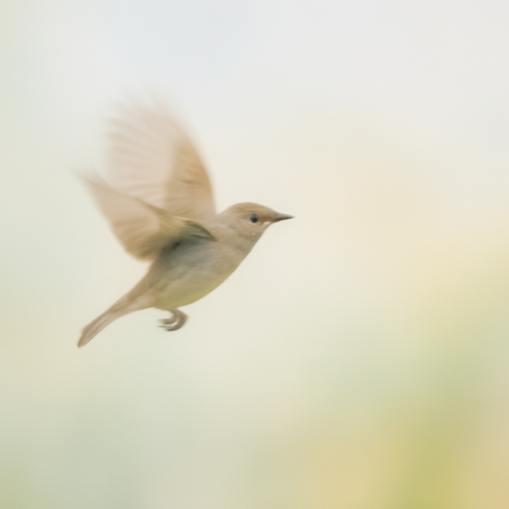 Blurred bird in flight